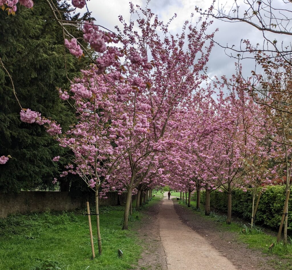Forest Walk in Bearstead