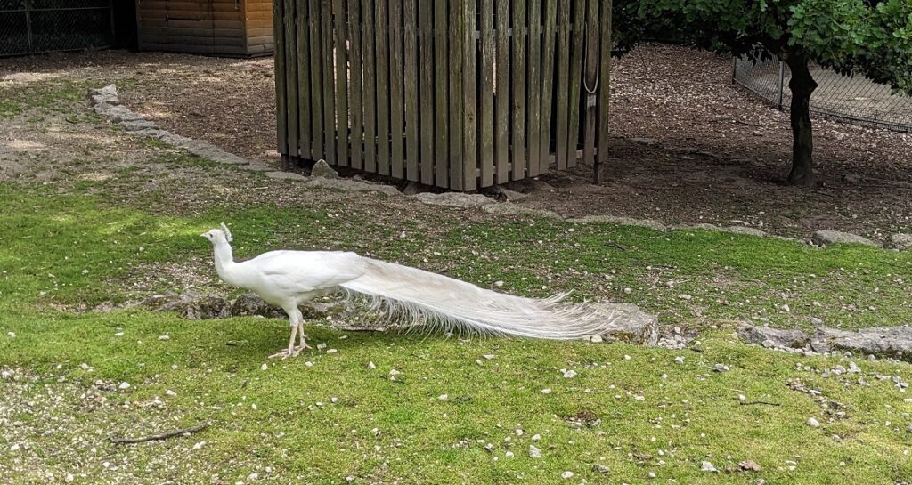 White peacock in Jardin Public