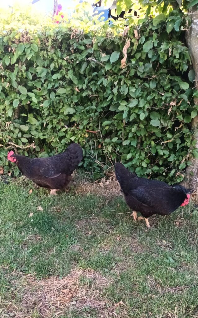 Free range chickens