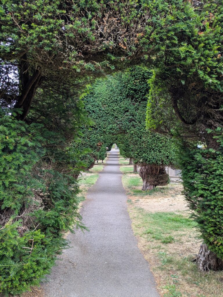 StMarys Trees