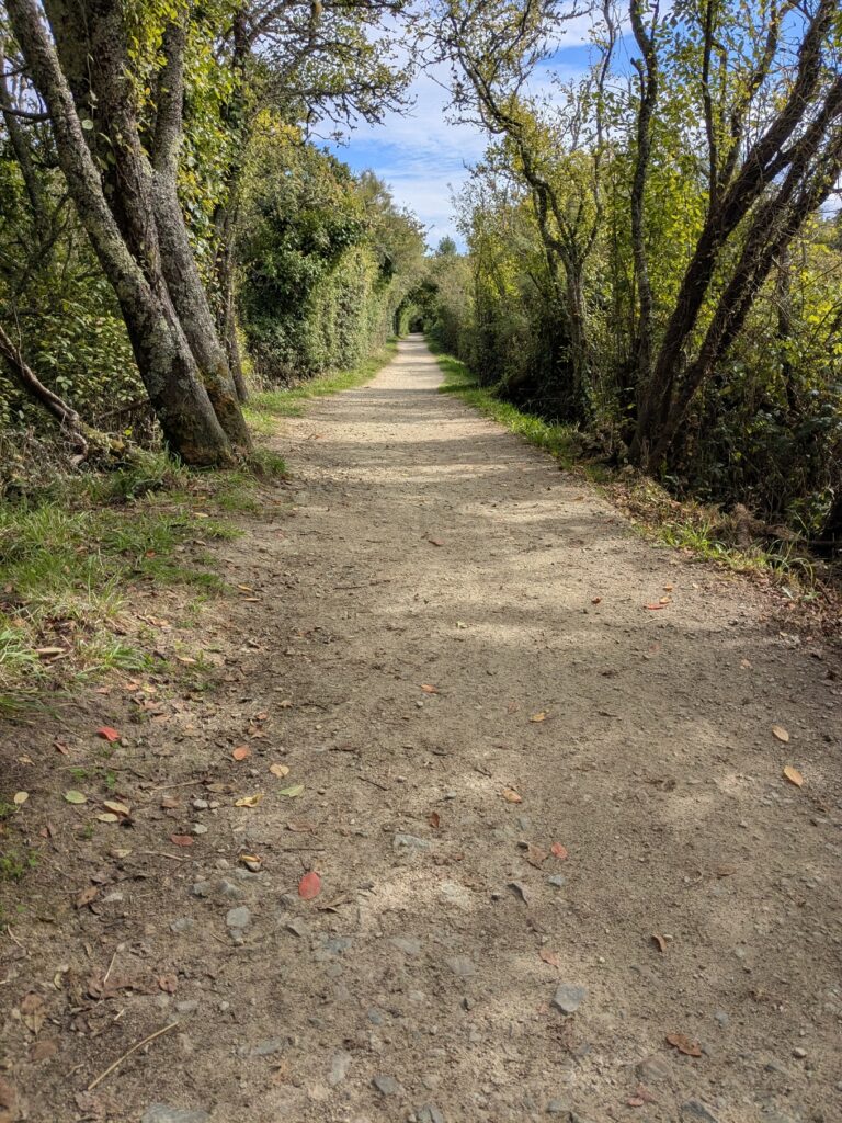 Forest walk